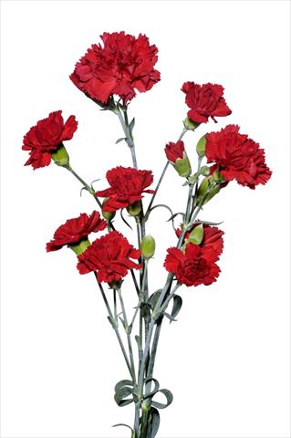 Foto fiore da  Reciso Dianthus caryophyllus Maggiotto