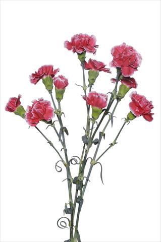 Foto fiore da  Reciso Dianthus caryophyllus Scarpagnino