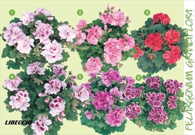 photo of flower to be used as: Basket / Pot Pelargonium grandiflorum Frontwind Libeccio