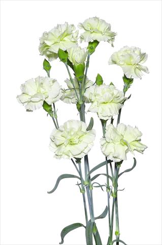 photo of flower to be used as: Cutflower Dianthus caryophyllus Villani