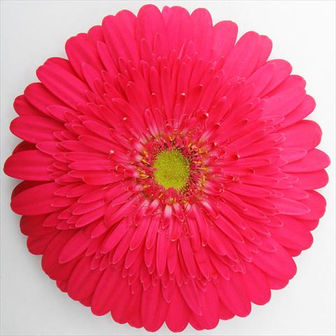 Foto fiore da  Vaso Gerbera jamesonii RE-AL® Beverly