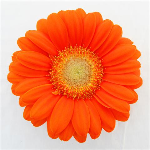 Foto fiore da  Vaso Gerbera jamesonii RE-AL® Candy