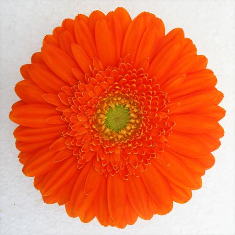 Foto fiore da  Vaso Gerbera jamesonii RE-AL® Chrystal