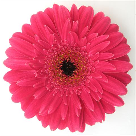 Foto fiore da  Vaso Gerbera jamesonii RE-AL® Kayla