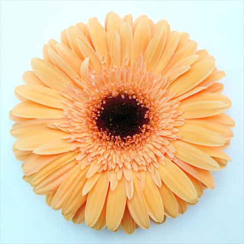 Foto fiore da  Vaso Gerbera jamesonii RE-AL® Meringa