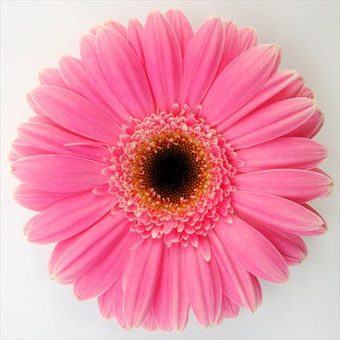 Foto fiore da  Vaso Gerbera jamesonii RE-AL® Momo