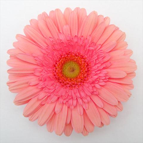 Foto fiore da  Vaso Gerbera jamesonii RE-AL® Muriel