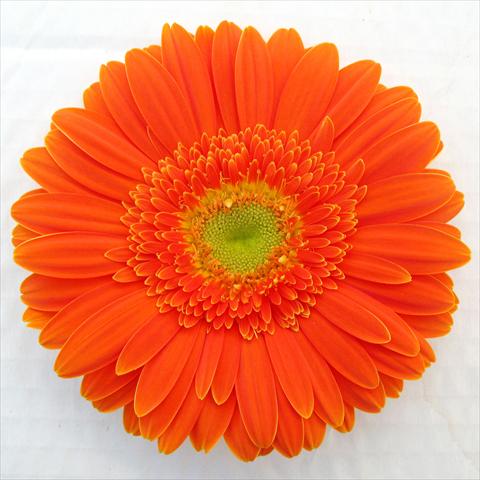 Foto fiore da  Vaso Gerbera jamesonii RE-AL® Sofia