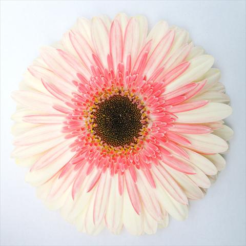 Foto fiore da  Vaso Gerbera jamesonii RE-AL® Trend One