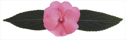 Foto fiore da  Vaso, aiuola, balcone, basket Impatiens N. Guinea RE-AL® Volans®