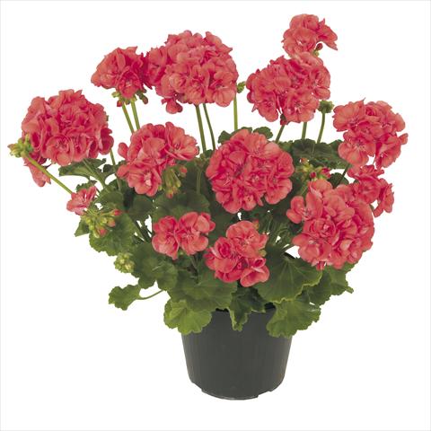 Foto fiore da  Vaso, balcone, basket Pelargonium peltatum RE-AL® Ambrosia®