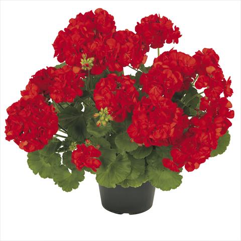 Foto fiore da  Vaso Pelargonium zonale RE-AL® Asterion®