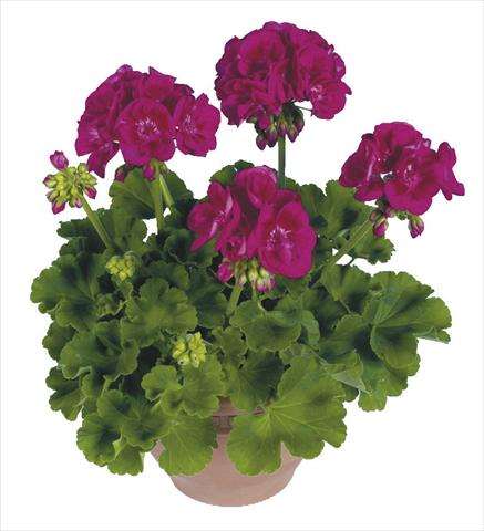 Foto fiore da  Vaso Pelargonium zonale pac® Flower Fairy Berry®