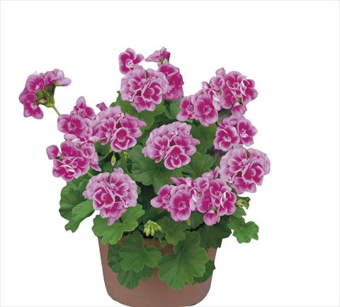 Foto fiore da  Vaso Pelargonium zonale pac® Flower Fairy Rose®