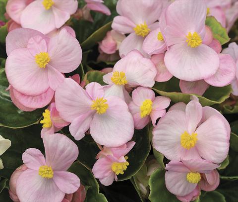 Foto fiore da  Aiuola e/o bordura Begonia semperflorens Bada Bing Soft Pink