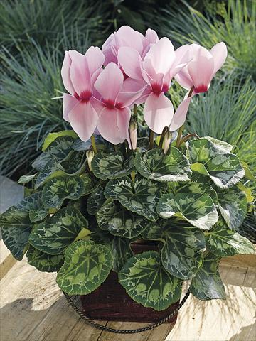 Foto fiore da  Balcone, vaso Cyclamen persicum Sierra Synchro Light Pink with Eye