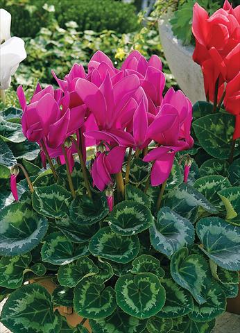 Foto fiore da  Balcone, vaso Cyclamen persicum Sierra Synchro Purple