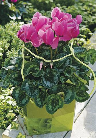 Foto fiore da  Balcone, vaso Cyclamen persicum Sierra Synchro Rose