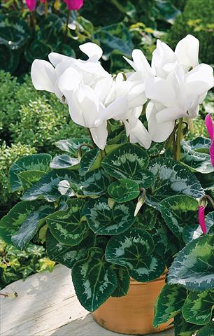 Foto fiore da  Balcone, vaso Cyclamen persicum Sierra Synchro White