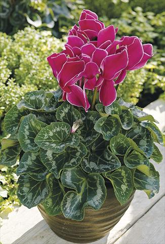 Foto fiore da  Balcone, vaso Cyclamen persicum Sierra Synchro Wine Flame