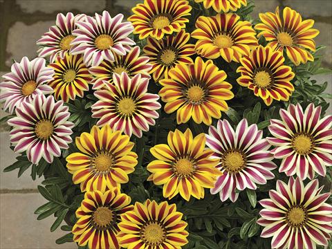 Foto fiore da  Aiuola e/o bordura Gazania splendens Big Kiss Mix