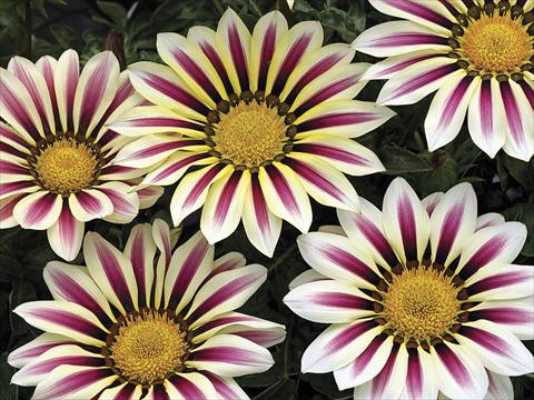 Foto fiore da  Aiuola e/o bordura Gazania splendens Big Kiss White Flame