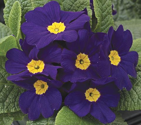 Foto fiore da  Aiuola e/o bordura Primula acaulis, veris, vulgaris Primera Blue