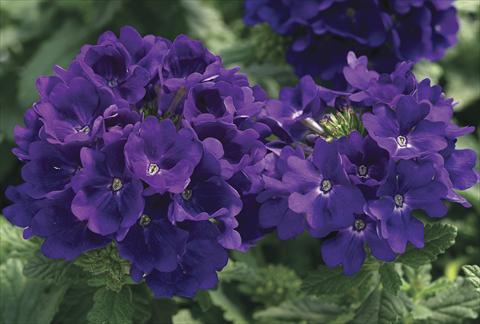 Foto fiore da  Basket vaso o aiuola Verbena Tuscany Blue