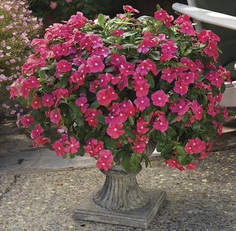 Foto fiore da  Aiuola, balcone, basket Catharanthus roseus - Vinca Cora Cascade Cherry