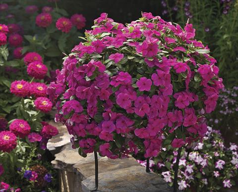 Foto fiore da  Aiuola, balcone, basket Catharanthus roseus - Vinca Cora Cascade Magenta