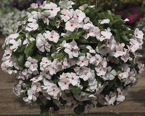 photo of flower to be used as: Bedding, patio, basket Catharanthus roseus - Vinca Cora Cascade PeachBlush