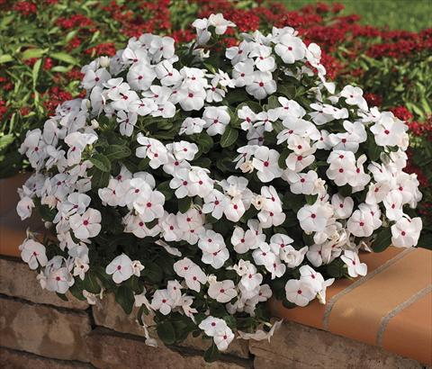 Foto fiore da  Aiuola, balcone, basket Catharanthus roseus - Vinca Cora Cascade WhitePolkaDot