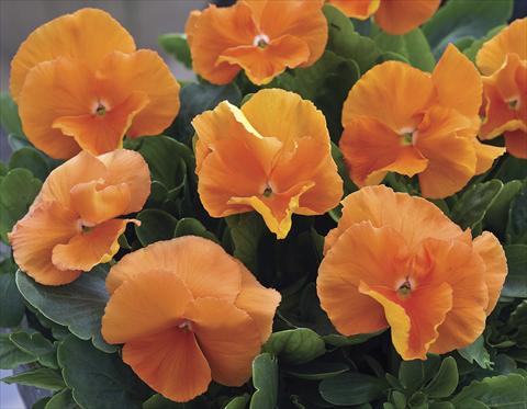 photo of flower to be used as: Bedding / border plant Viola wittrockiana Karma Deep Orange