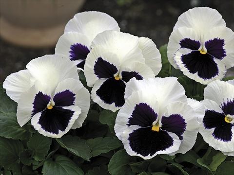 Foto fiore da  Aiuola e/o bordura Viola wittrockiana Mammoth Glamarama White