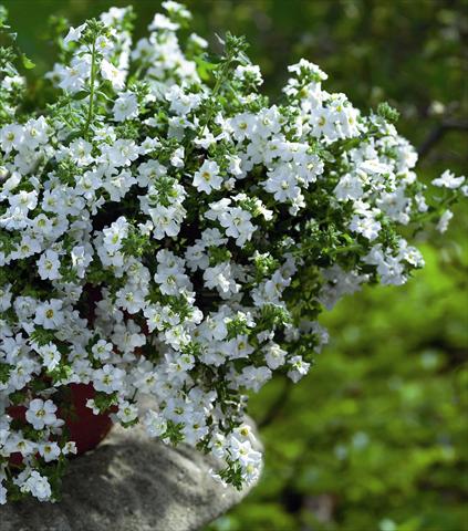 Foto fiore da  Basket vaso o aiuola Bacopa (Sutera cordata) Copa Double White