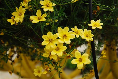 Foto fiore da  Vaso, aiuola, balcone, basket Bidens ferulifolia Summerlovers Top Sun