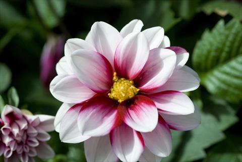 Foto fiore da  Vaso e aiola Dahlia Starlias Bicolor