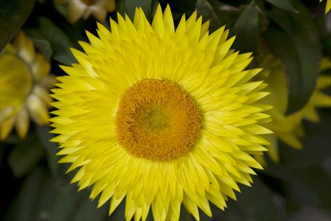 Foto fiore da  Vaso e aiola Helichrysum (Bracteantha) Xagros Yellow Sun