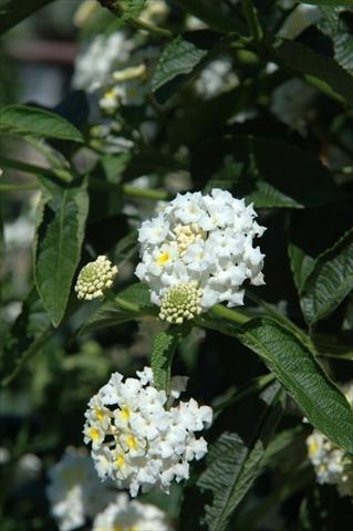 photo of flower to be used as: Pot, bedding, patio Lantana camara Schneewittchen