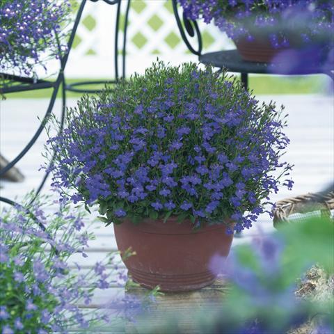 Foto fiore da  Vaso, aiuola, balcone, basket Lobelia richardii Dark Blue Angel