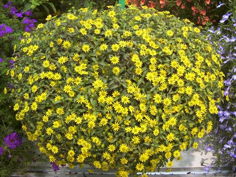 Foto fiore da  Vaso, aiuola, balcone Sanvitalia Summerlovers Improved Yellow Sun