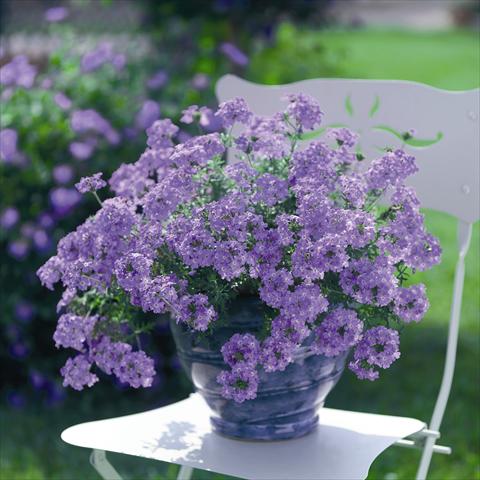 Foto fiore da  Vaso, balcone, basket Verbena Summerdreams Patio Lavender