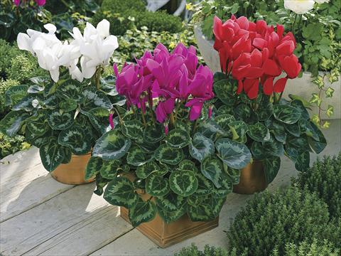 photo of flower to be used as: Pot and bedding Cyclamen persicum Sierra Synchro Mix