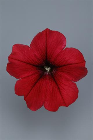 Foto fiore da  Vaso e aiola Petunia pendula Surfinia® Table Dark Red