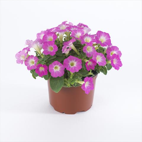 Foto fiore da  Vaso e aiola Petunia pendula Surfinia® Table Pink Morn