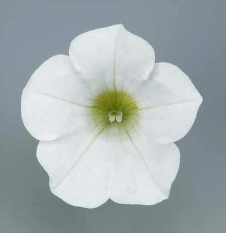 Foto fiore da  Vaso e aiola Petunia pendula Surfinia® Table White