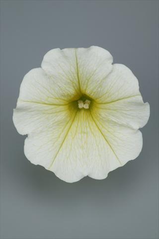 Foto fiore da  Vaso e aiola Petunia pendula Surfinia® Table Yellow