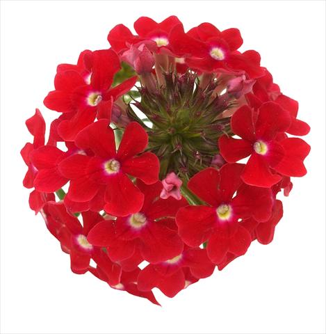 photo of flower to be used as: Pot, bedding, patio, basket Verbena Benella Red