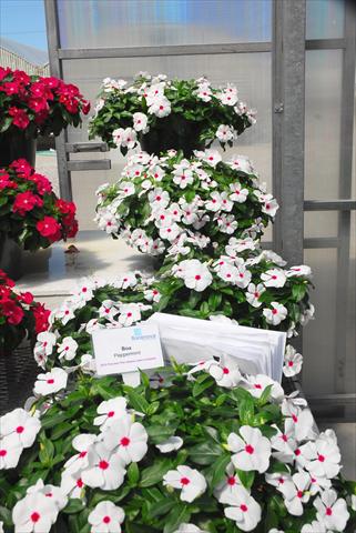 photo of flower to be used as: Pot, patio, basket Catharanthus roseus - Vinca Boa Peppermint