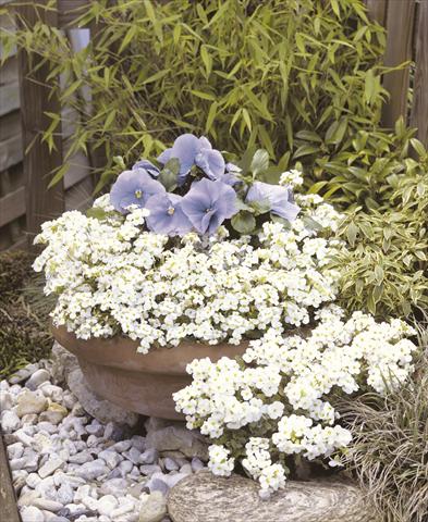 Foto fiore da  Vaso e aiola Arabis caucasica Snowfix